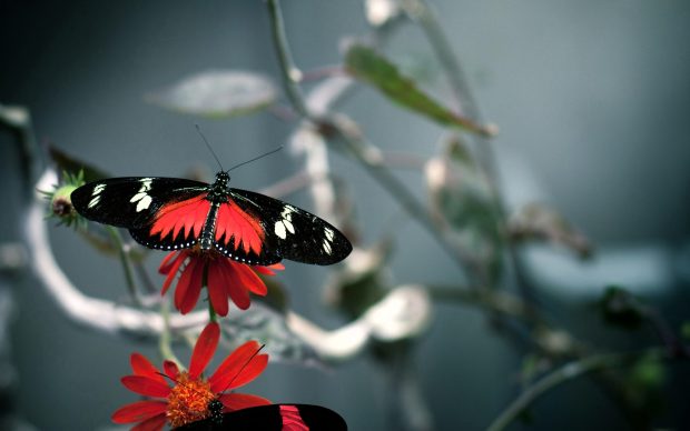 Butterfly Backgrounds Images-Butterfly-Backgrounds-Free-Download-620x388