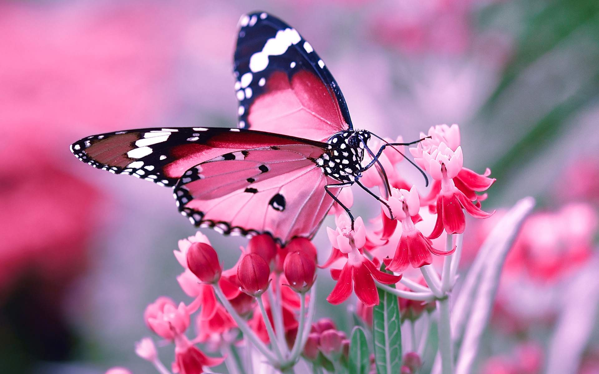 Flower Butterfly Wallpaper | PixelsTalk.Net