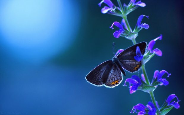 Images Screen Blue Butterfly Wallpapers HD.
