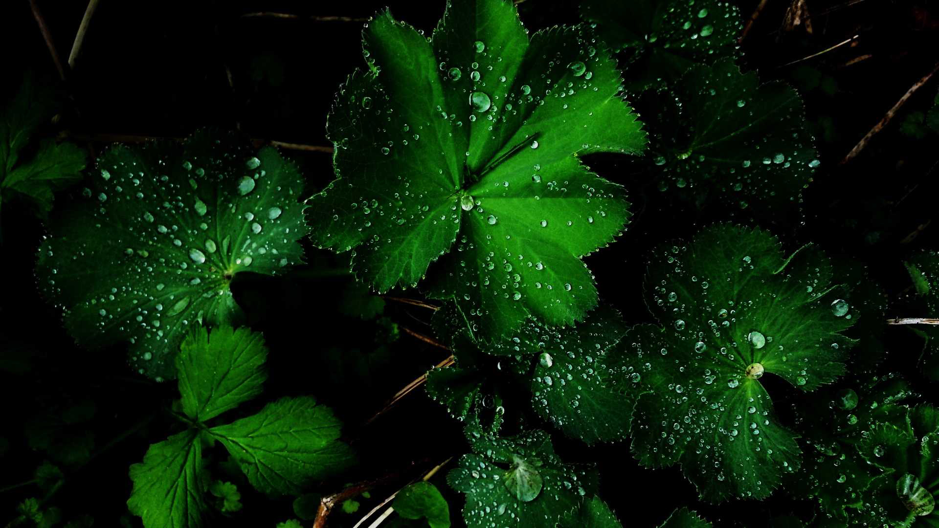 Green Leaves Wallpapers | PixelsTalk.Net