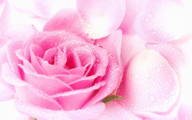 Light Pink rose Images.