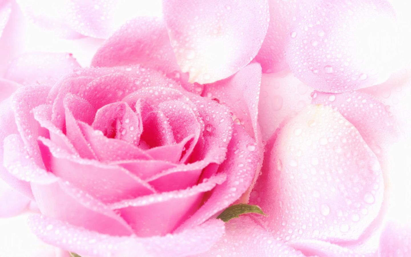 Pink Rose Pictures download free Pink Rose Pictures download free