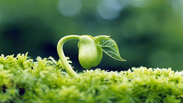 Macro Wonderful Germinated Pea HD Green Wallpaper.