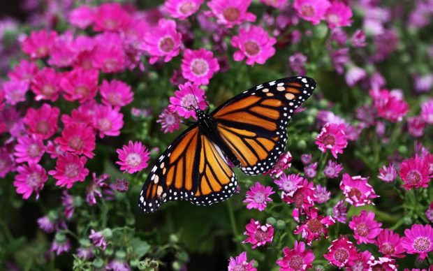 Magenta Flowers Butterfly Wallpapers.