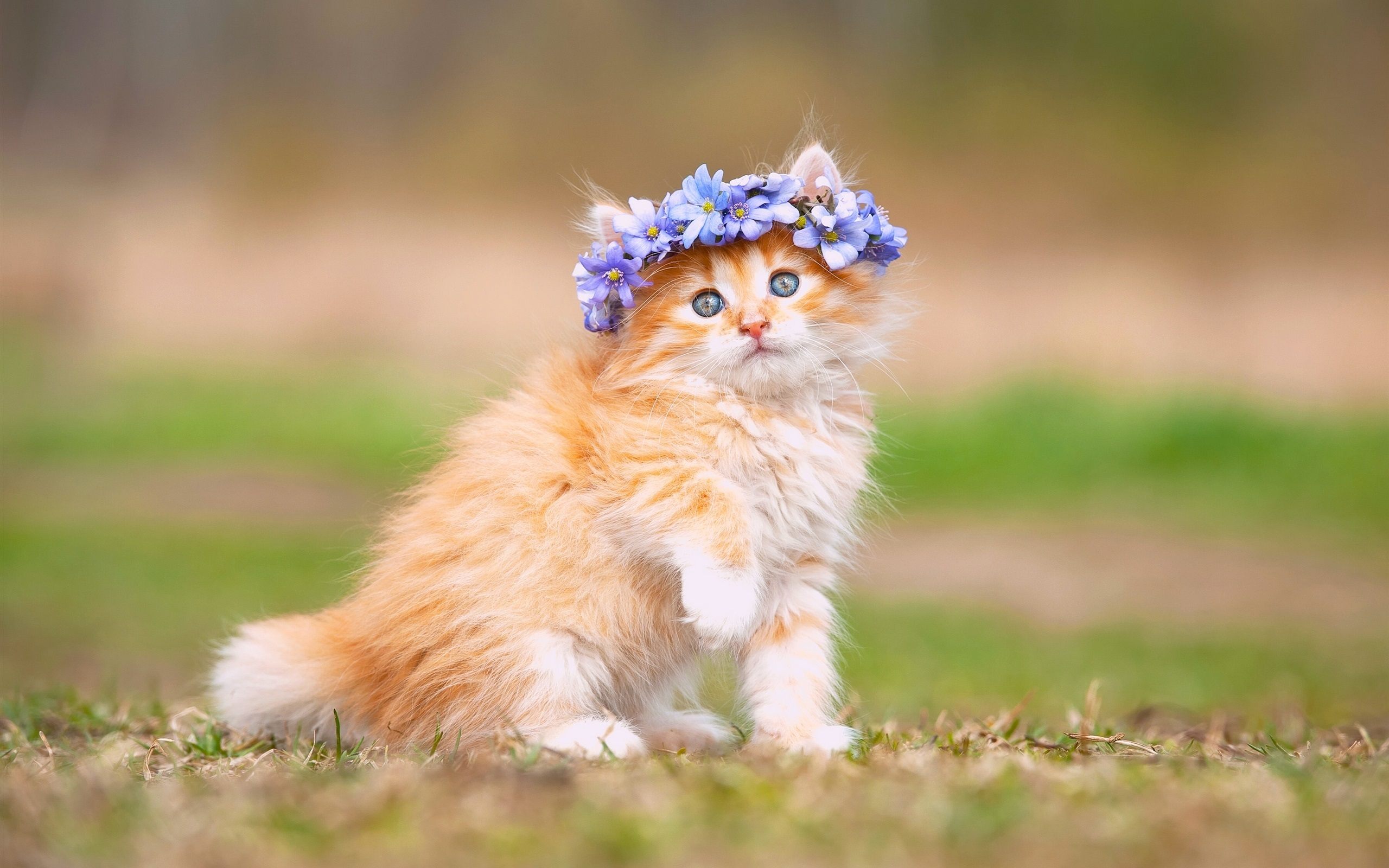  Lovely Cat Wallpaper HD  PixelsTalk Net