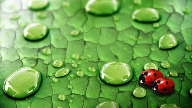 Nature Green Backgrounds Original Ladybirds.