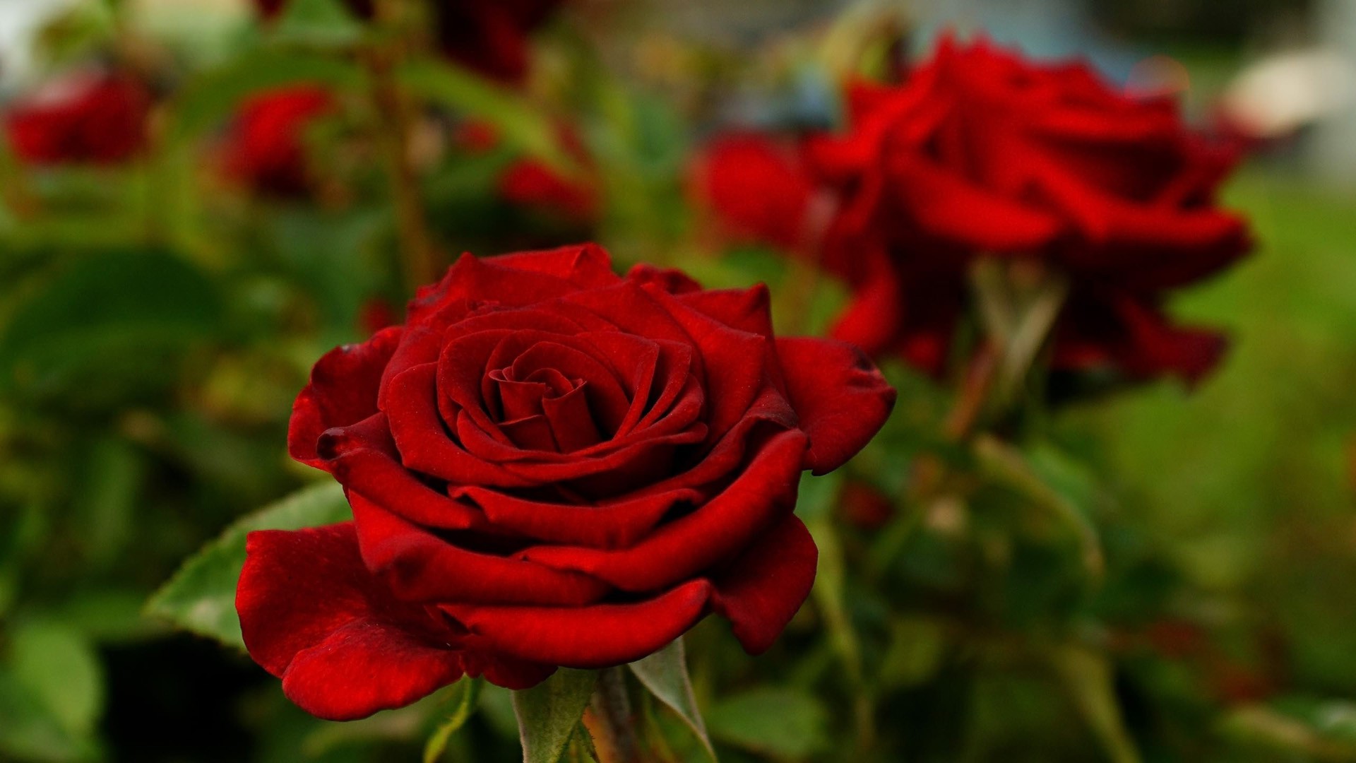 rose, flowers, flower, roses, bokeh, landscape, nature on wallpaper hd nature flower rose