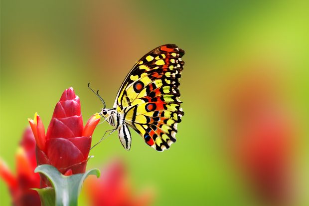 butterfly on flowers.