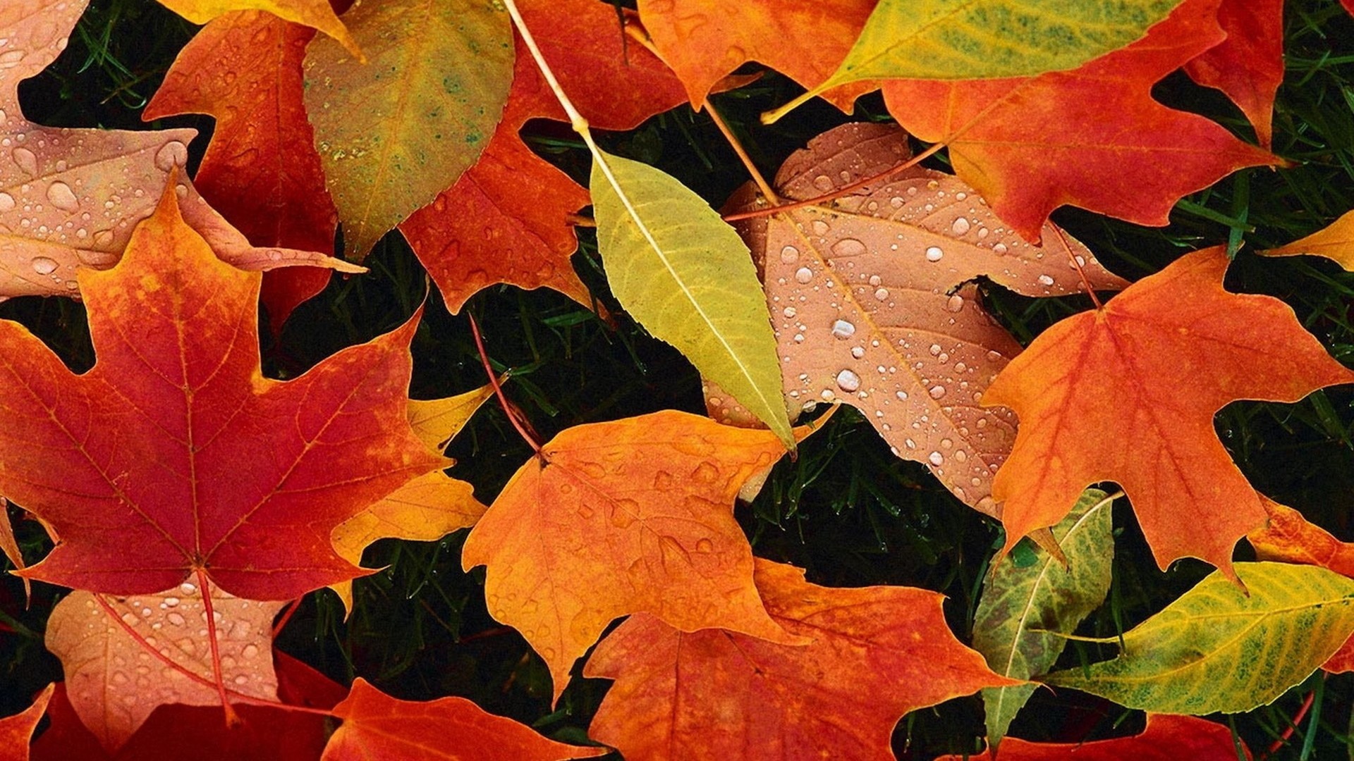 25 Best october desktop backgrounds You Can Save It At No Cost ...