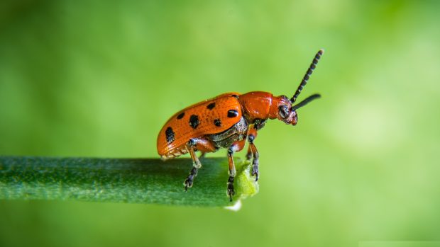 Orange Beetle Green Macro Wallpapers 1920x1080.