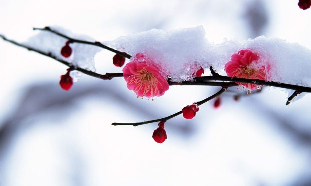 Original Winter Flowers Wallpaper.