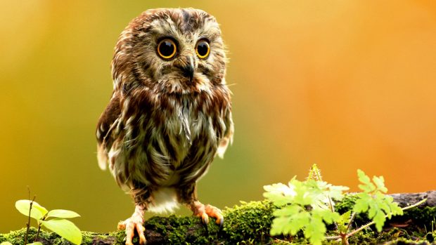 Photo Download Animal Wallpapers.