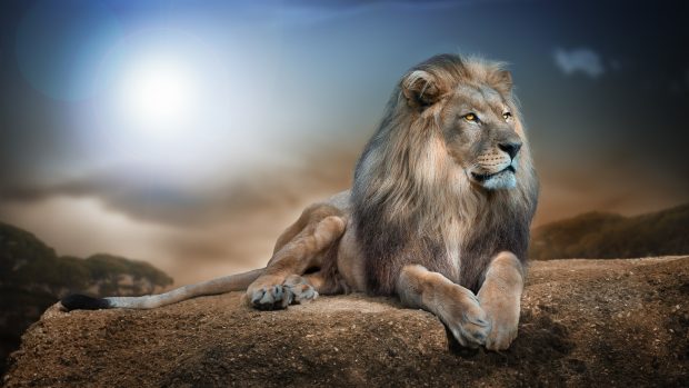 Photo Wild Animals Wallpapers.