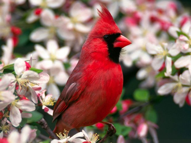 Picture of Birds and Blooms.