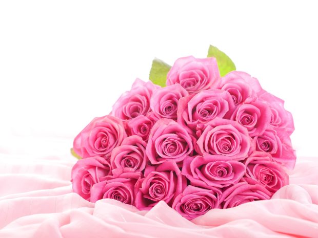 Pink Rose Flowers Art Photos.