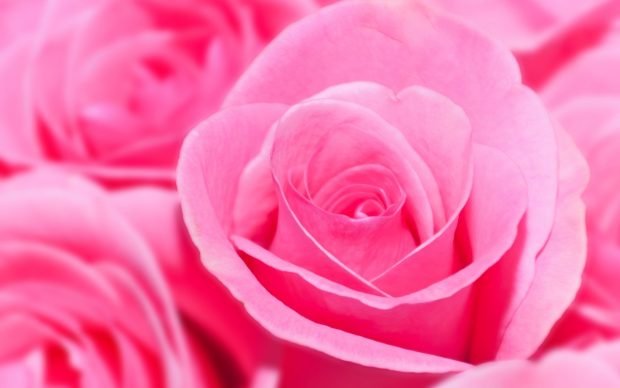 Pink rose wallpaper hd Free.