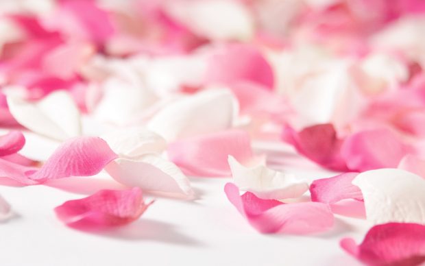 Pink white rose wallpaper image.