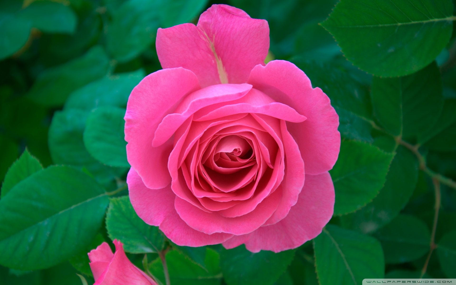 Pink Rose Pictures Download Free Pixelstalk Net