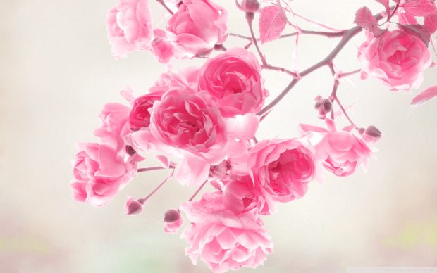 Pink roses flowers wallpaper 1920x1200.