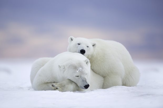 Polar Bears Snow Winter Hd.