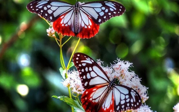 Red Butterfly Backgrounds 2560x1600.