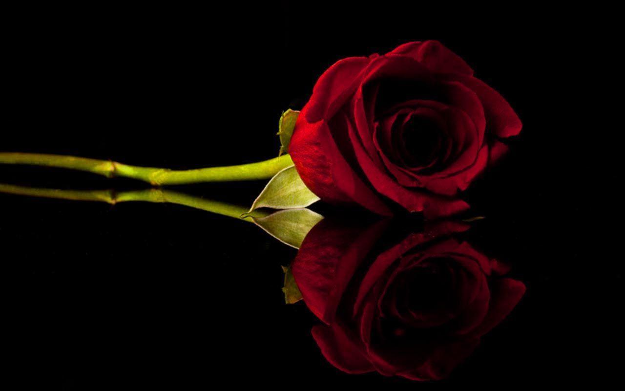 35 Gambar Black Background Red Rose Hd Wallpaper terbaru 2020