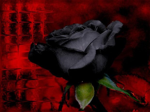 Red and black rose backgrounds wallpapers.