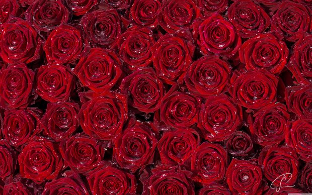 Red roses background 5120x3200.