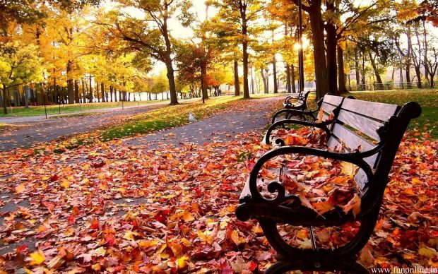 Romantic Fall Leaves Wallpaper HD.