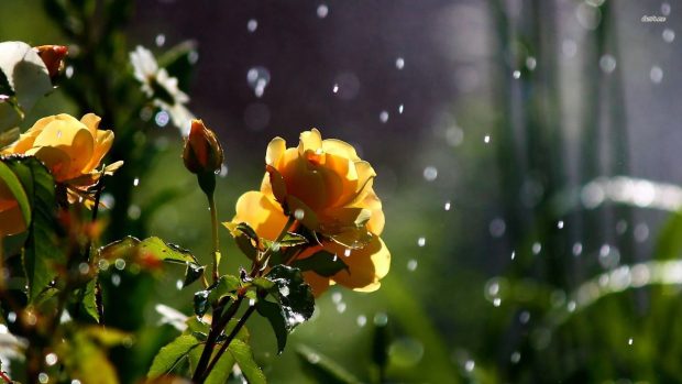 Rose bush rain water drop backgrounds.