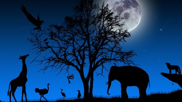 Screen African Animals Wallpapers.