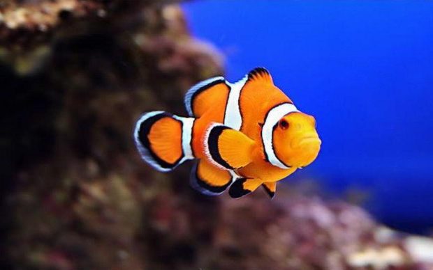 Small clownfish Pic.