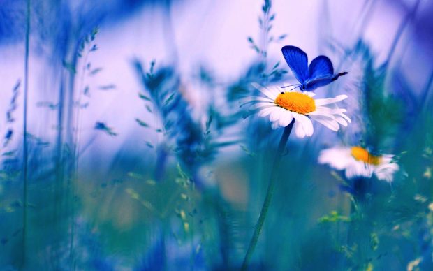 Spring Blue Butterfly HD Wallpaper.