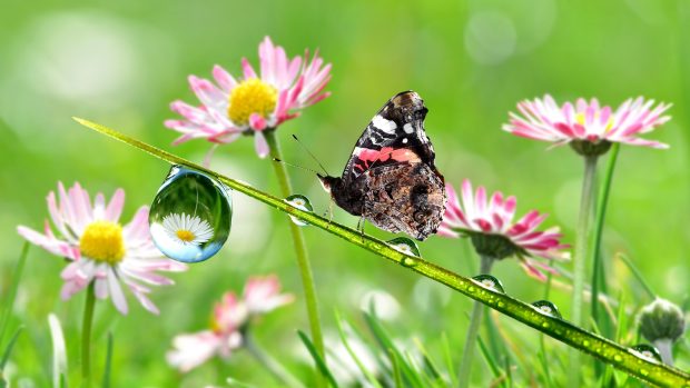 Stem Drops Flowers Butterfly Wallpapers.