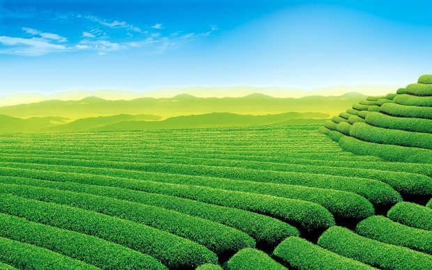 Tea Garden Wallpaper.