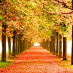 Tree Fall Pictures Free Download.