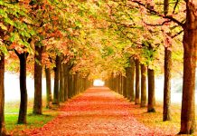 Tree Fall Pictures Free Download.