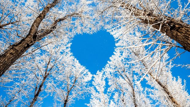 Trees Tree Nature Snow Heart Sky Winter Branches Love Awesome Hd Images.