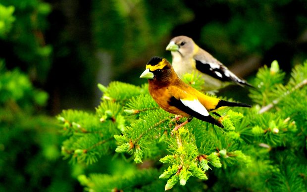 Spring Birds Wide Desktop Background.