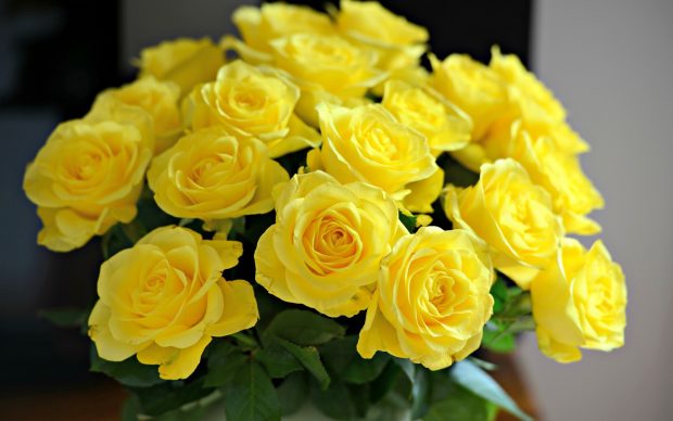 Wallpaper Of Yellow Rose Vase Blue And Flowers Hd Pictures.
