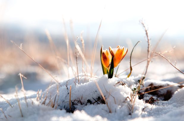 Wallpaper Winter Flowers.