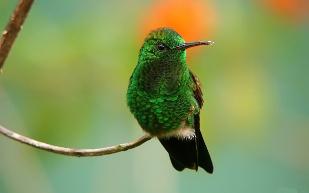 Wallpaper of Birds and Blooms.