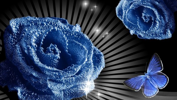 Wallpapers Flower Roses Blue Butterfly Rays Stars Picture Download.
