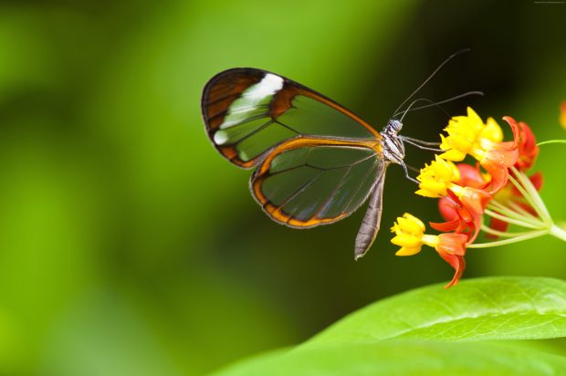 Wallpapers Insects Flowers Green Glass Butterfly.