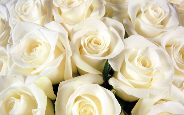 White Flowers Roses Image.