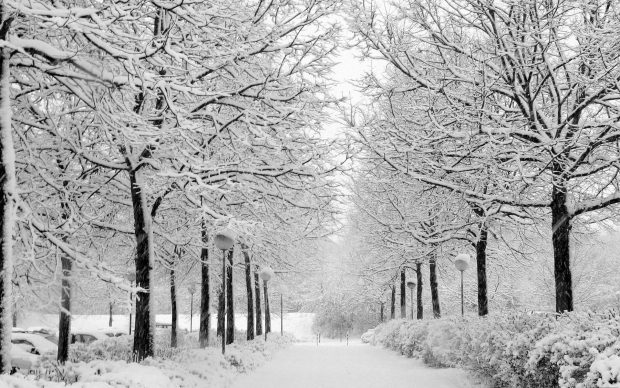 White Tree Winter Nature Background.