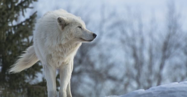 White Wolf Wallpaper On Wallpaper Hd 10.