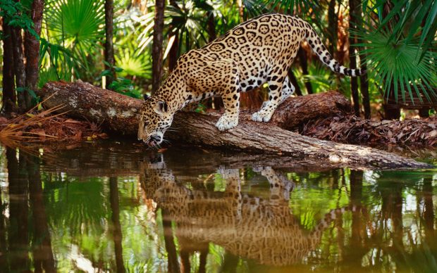 Wild Animals Wallpapers HD.