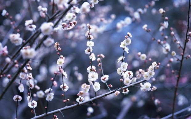 Winter Flowers.