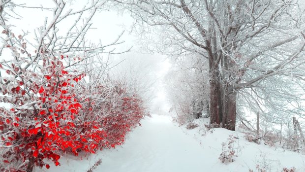 Winter Flowers HD Wallpaper.